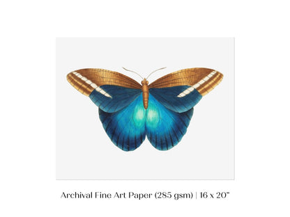 Blue and Brown Butterfly Illustration | P100 - Single Art Prints - Piccolo Fiore Prints