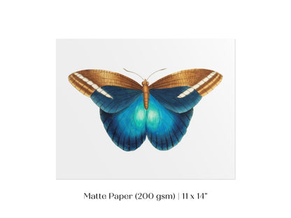 Blue and Brown Butterfly Illustration | P100 - Single Art Prints - Piccolo Fiore Prints