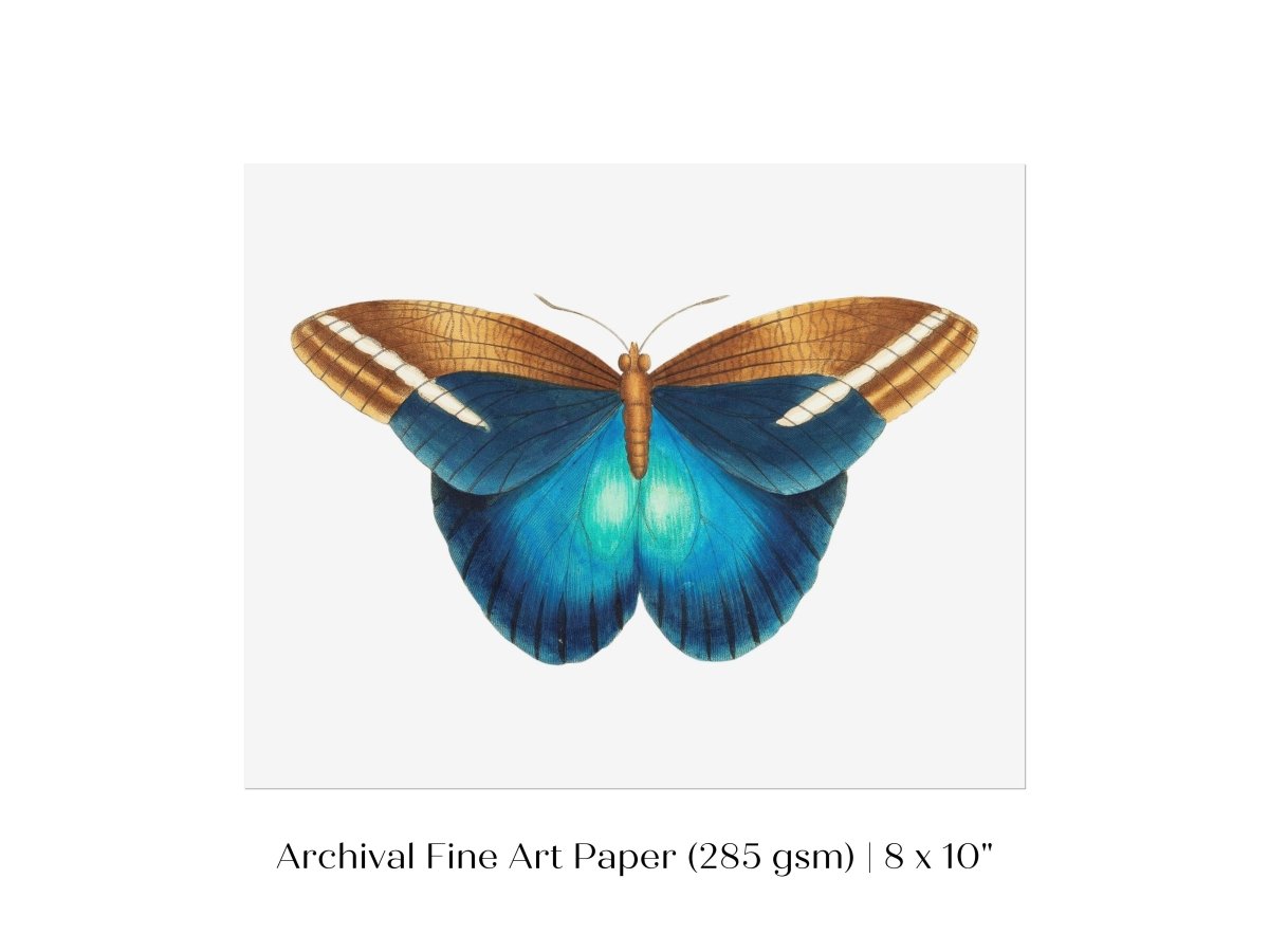 Blue and Brown Butterfly Illustration | P100 - Single Art Prints - Piccolo Fiore Prints