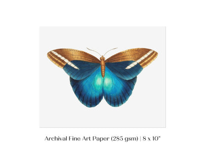 Blue and Brown Butterfly Illustration | P100 - Single Art Prints - Piccolo Fiore Prints