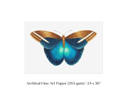 Blue and Brown Butterfly Illustration | P100 - Single Art Prints - Piccolo Fiore Prints
