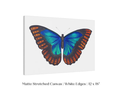Blue and Turquoise Butterfly Illustration | P89 - Single Art Prints - Piccolo Fiore Prints