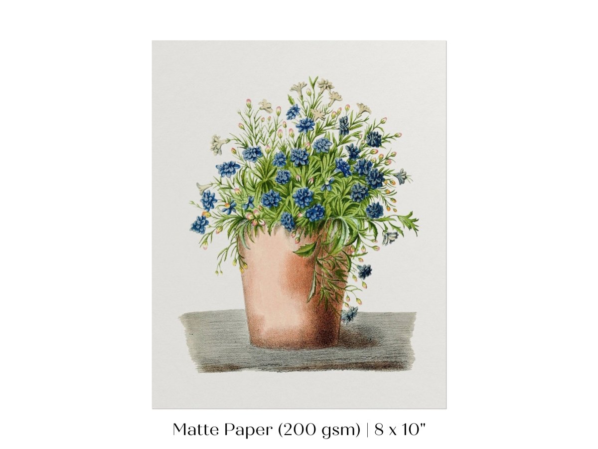 Blue Garden Lobelia in a Pot | P160 - Single Art Prints - Piccolo Fiore Prints