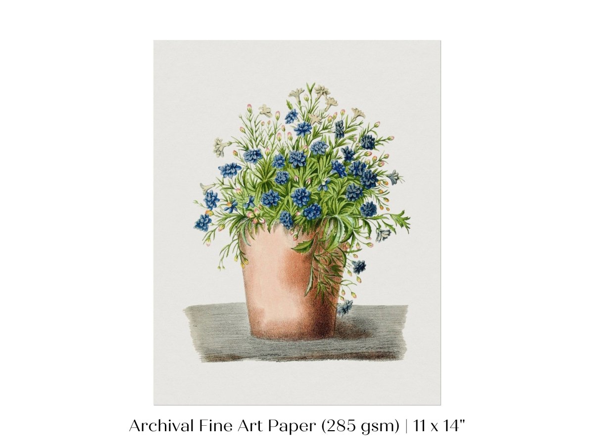 Blue Garden Lobelia in a Pot | P160 - Single Art Prints - Piccolo Fiore Prints
