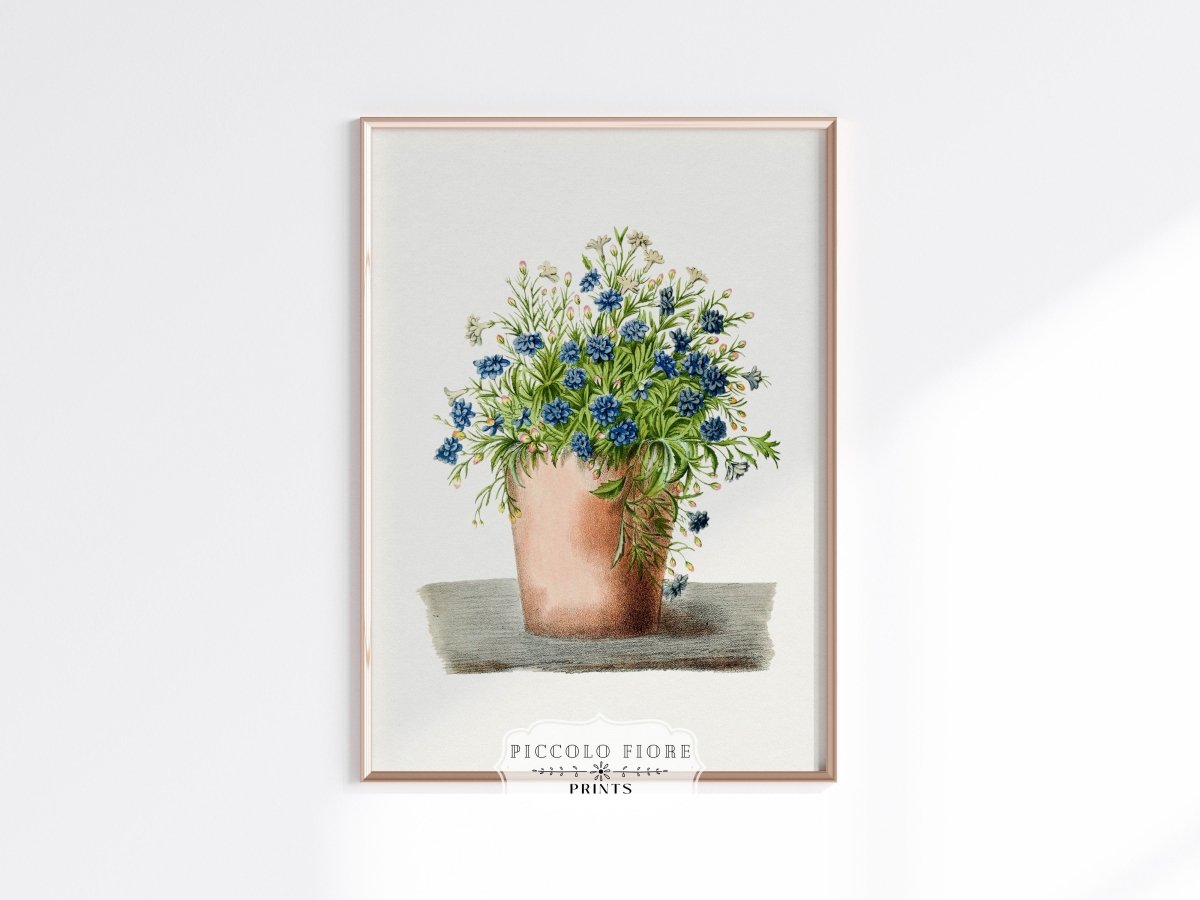 Blue Garden Lobelia in a Pot | P160 - Single Art Prints - Piccolo Fiore Prints