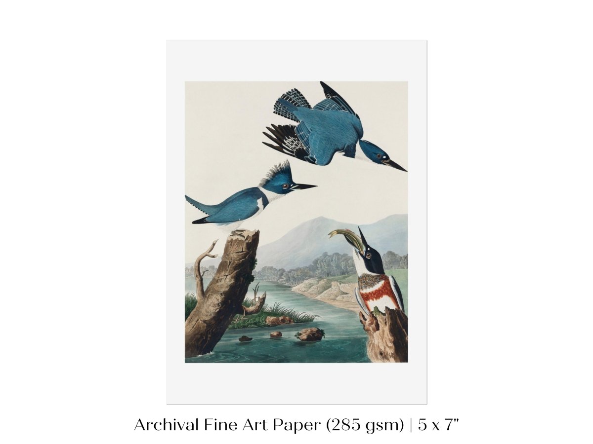 Blue Kingfisher Illustration | P238 - Single Art Prints - Piccolo Fiore Prints