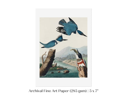 Blue Kingfisher Illustration | P238 - Single Art Prints - Piccolo Fiore Prints