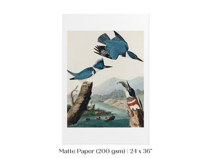 Blue Kingfisher Illustration | P238 - Single Art Prints - Piccolo Fiore Prints