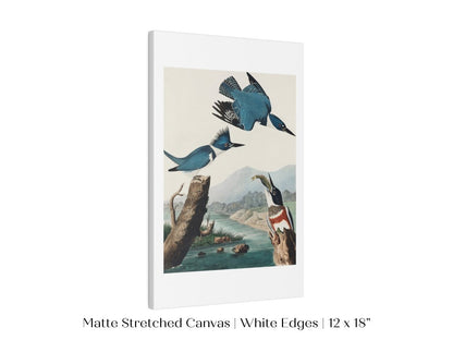Blue Kingfisher Illustration | P238 - Single Art Prints - Piccolo Fiore Prints
