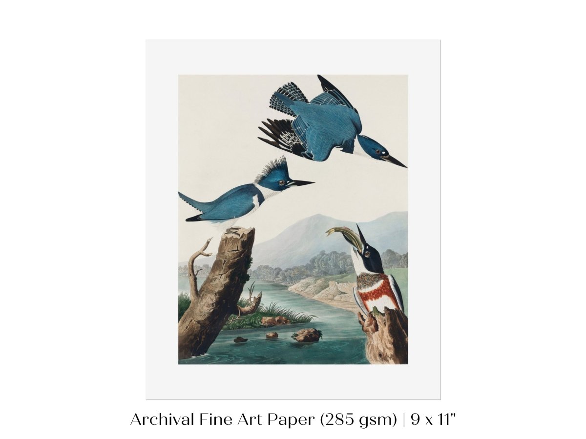 Blue Kingfisher Illustration | P238 - Single Art Prints - Piccolo Fiore Prints
