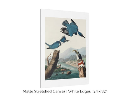 Blue Kingfisher Illustration | P238 - Single Art Prints - Piccolo Fiore Prints