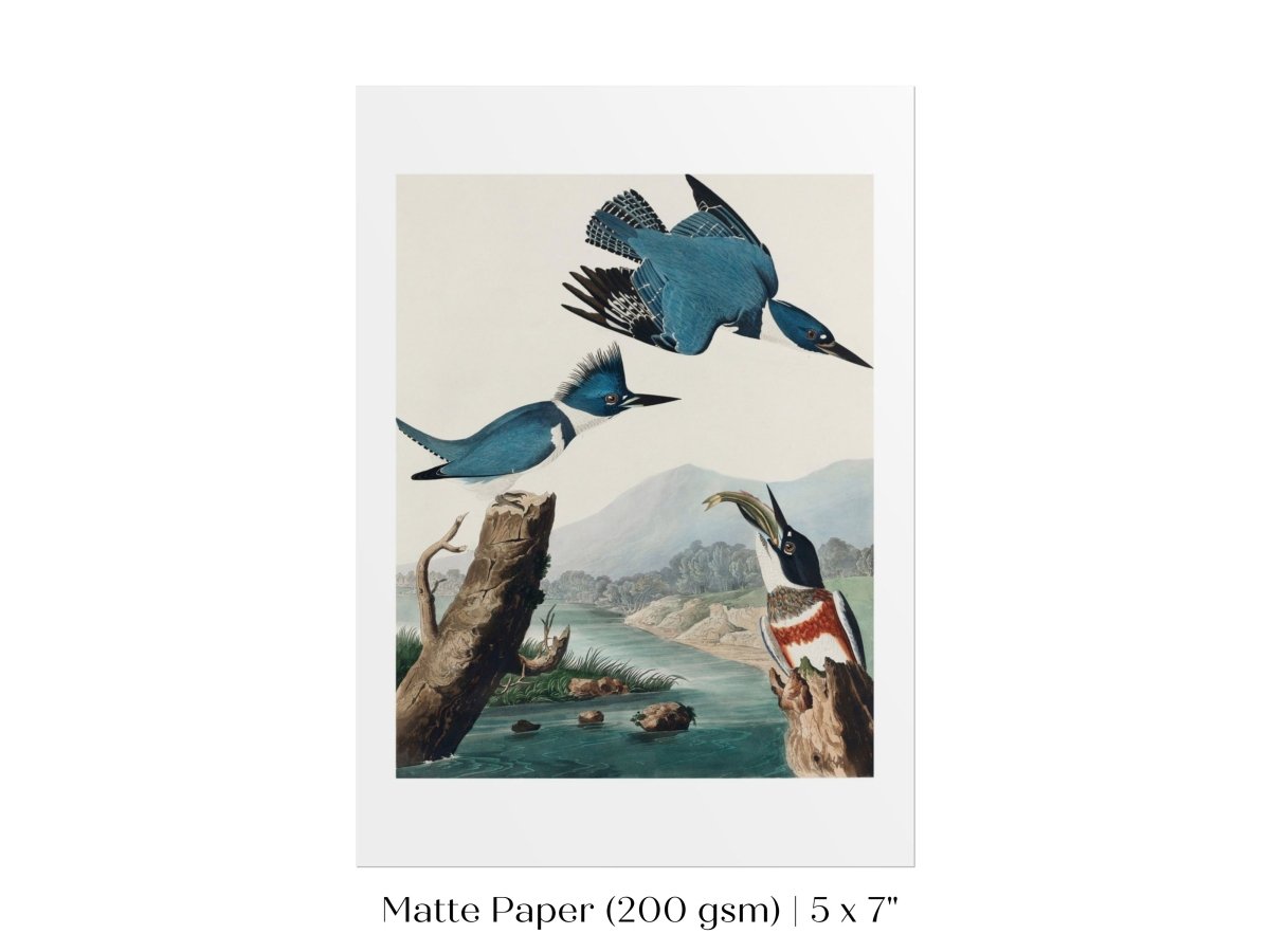 Blue Kingfisher Illustration | P238 - Single Art Prints - Piccolo Fiore Prints