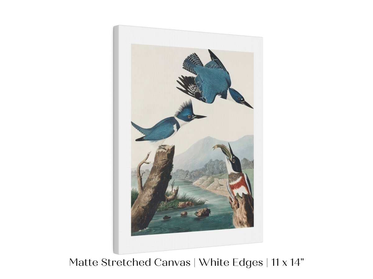 Blue Kingfisher Illustration | P238 - Single Art Prints - Piccolo Fiore Prints