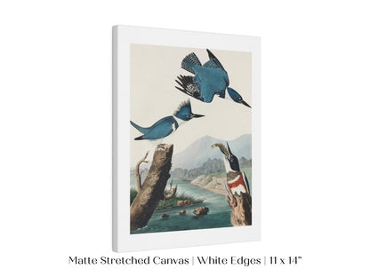Blue Kingfisher Illustration | P238 - Single Art Prints - Piccolo Fiore Prints