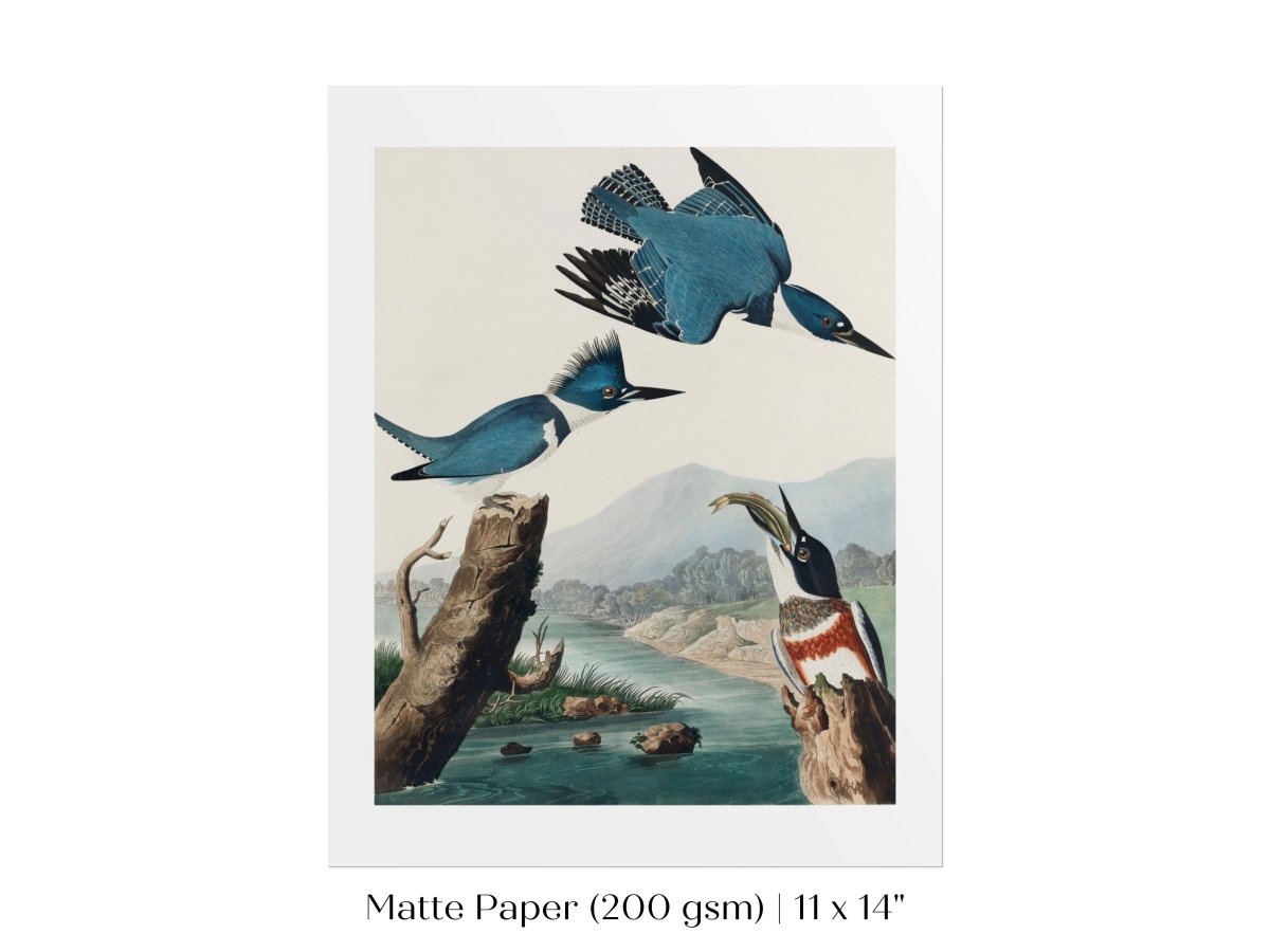 Blue Kingfisher Illustration | P238 - Single Art Prints - Piccolo Fiore Prints