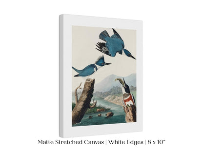 Blue Kingfisher Illustration | P238 - Single Art Prints - Piccolo Fiore Prints