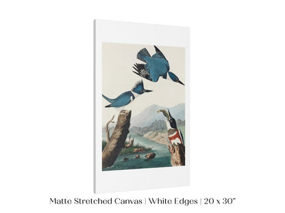 Blue Kingfisher Illustration | P238 - Single Art Prints - Piccolo Fiore Prints