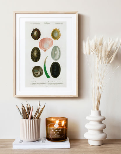 Shell/Mollusk Illustration | P230