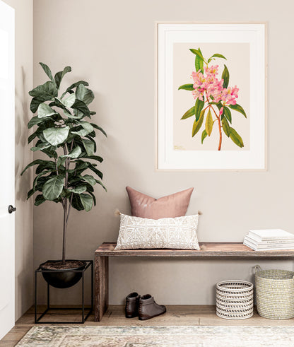 Pink Rose Bay Rhododendron Illustration | P178