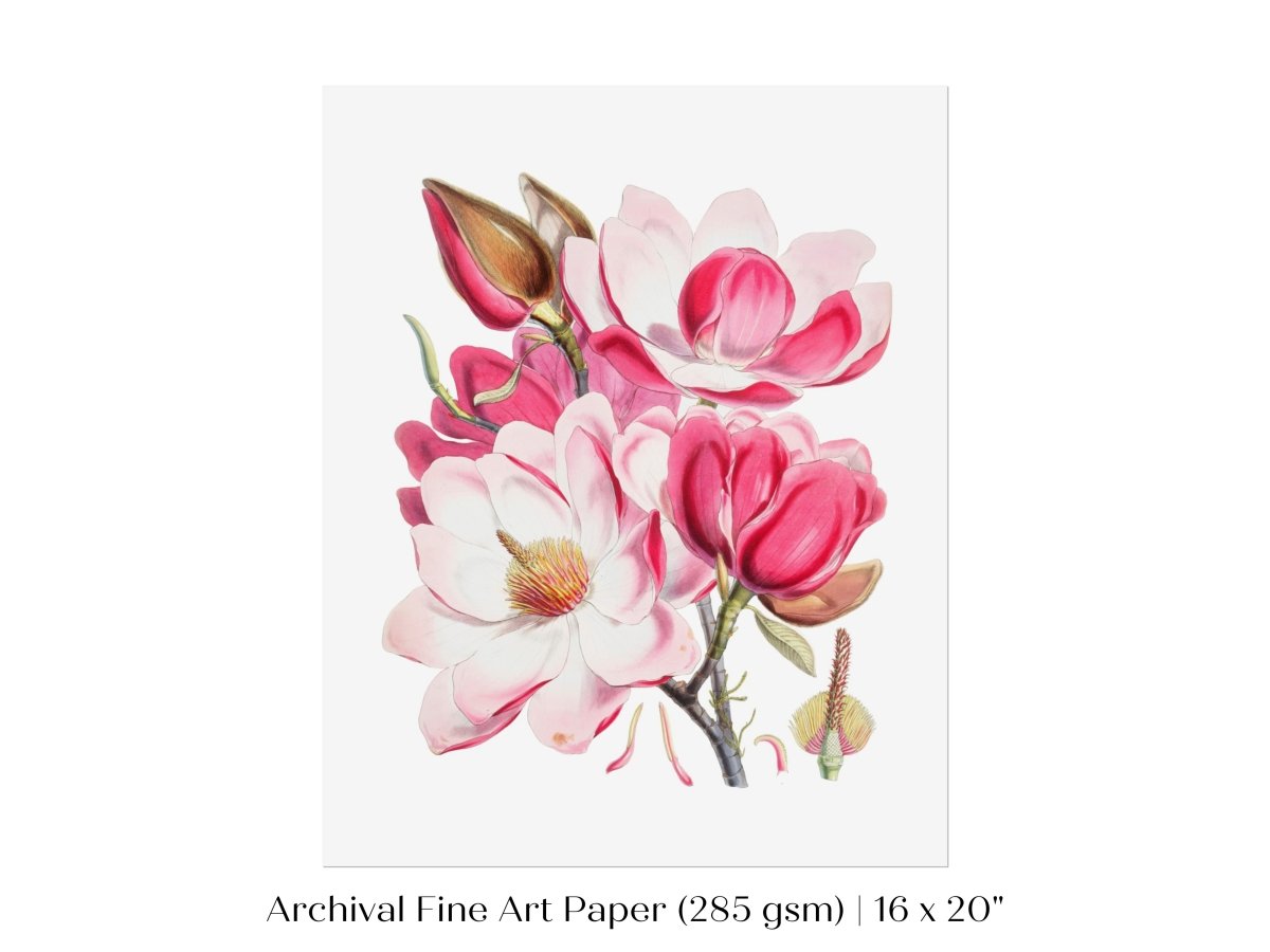 Bright Pink Magnolia Illustration | P47 - Single Art Prints - Piccolo Fiore Prints