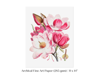 Bright Pink Magnolia Illustration | P47 - Single Art Prints - Piccolo Fiore Prints