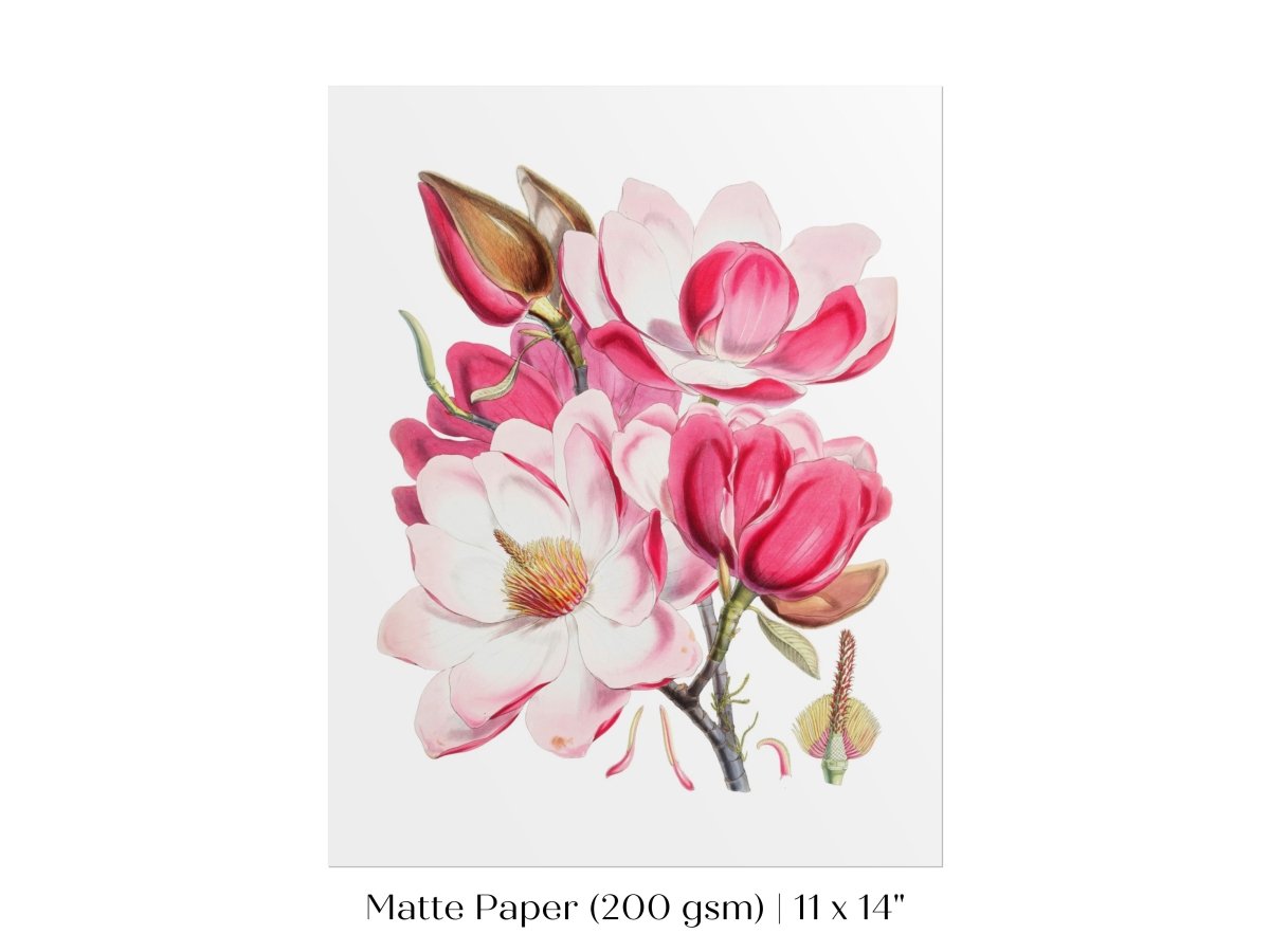 Bright Pink Magnolia Illustration | P47 - Single Art Prints - Piccolo Fiore Prints