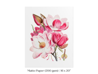 Bright Pink Magnolia Illustration | P47 - Single Art Prints - Piccolo Fiore Prints