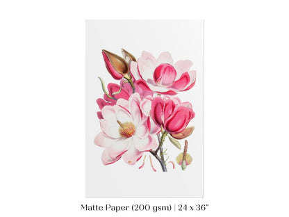 Bright Pink Magnolia Illustration | P47 - Single Art Prints - Piccolo Fiore Prints