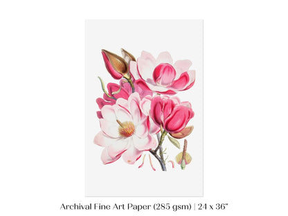 Bright Pink Magnolia Illustration | P47 - Single Art Prints - Piccolo Fiore Prints