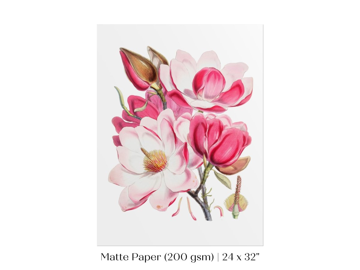 Bright Pink Magnolia Illustration | P47 - Single Art Prints - Piccolo Fiore Prints