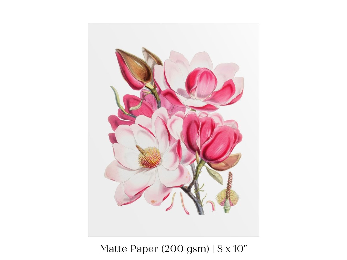 Bright Pink Magnolia Illustration | P47 - Single Art Prints - Piccolo Fiore Prints