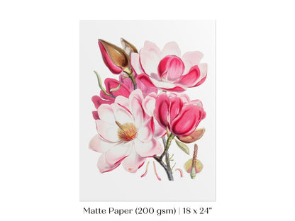 Bright Pink Magnolia Illustration | P47 - Single Art Prints - Piccolo Fiore Prints