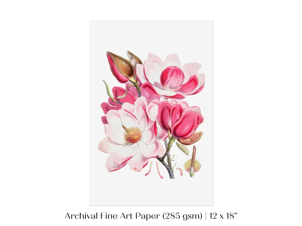 Bright Pink Magnolia Illustration | P47 - Single Art Prints - Piccolo Fiore Prints