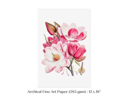 Bright Pink Magnolia Illustration | P47 - Single Art Prints - Piccolo Fiore Prints