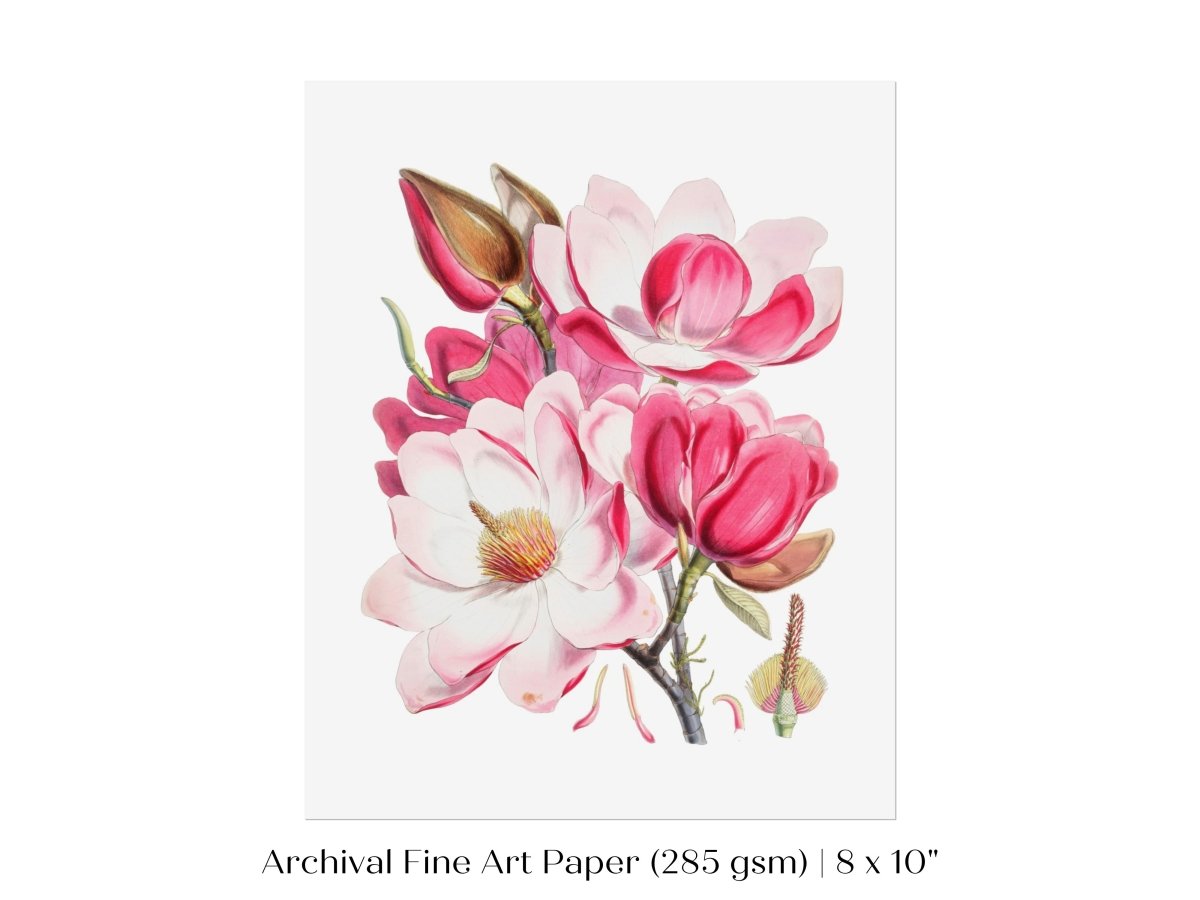 Bright Pink Magnolia Illustration | P47 - Single Art Prints - Piccolo Fiore Prints