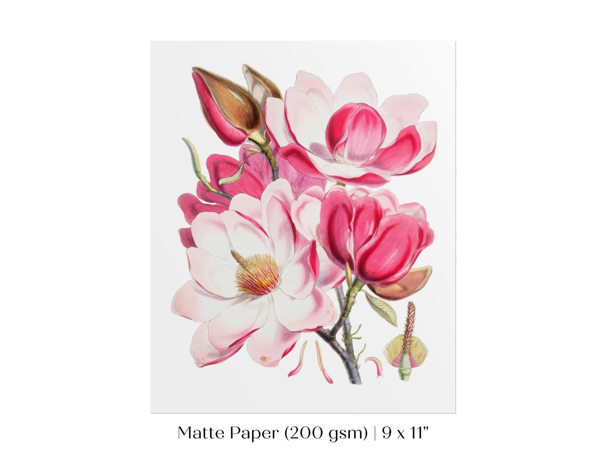 Bright Pink Magnolia Illustration | P47 - Single Art Prints - Piccolo Fiore Prints