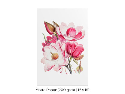Bright Pink Magnolia Illustration | P47 - Single Art Prints - Piccolo Fiore Prints