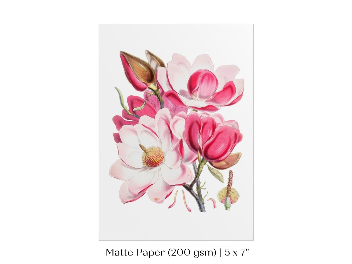 Bright Pink Magnolia Illustration | P47 - Single Art Prints - Piccolo Fiore Prints