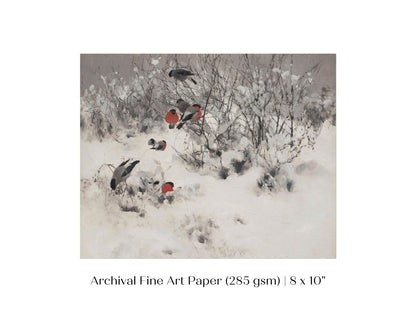 Bullfinches in the Snow | P443 - Single Art Prints - Piccolo Fiore Prints