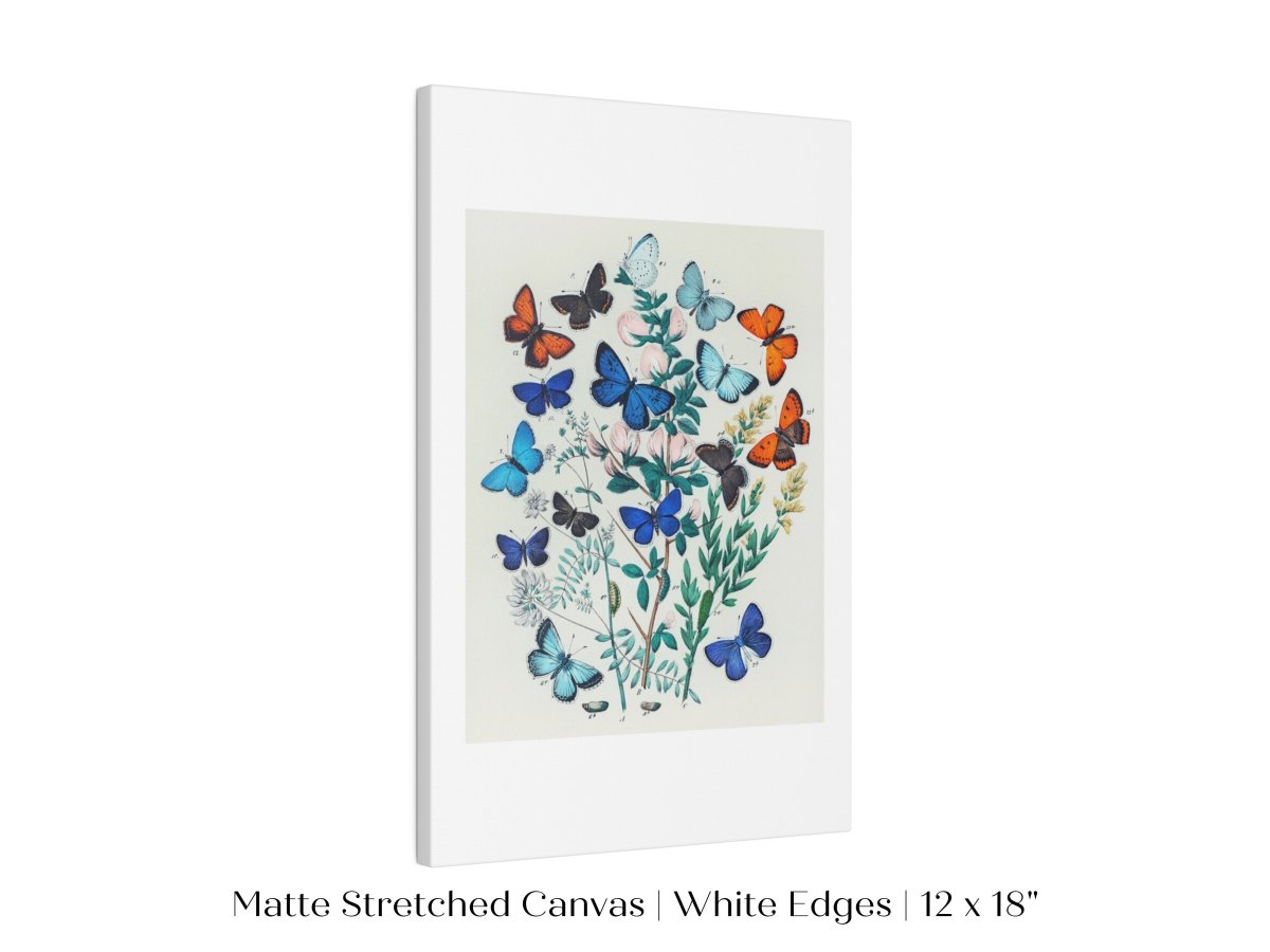 Butterflies and Caterpillars | P101 - Single Art Prints - Piccolo Fiore Prints
