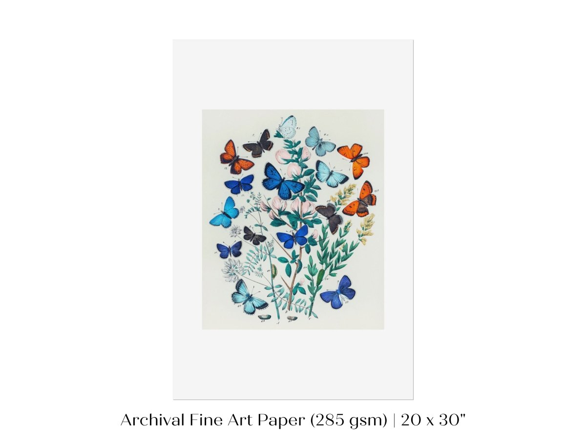 Butterflies and Caterpillars | P101 - Single Art Prints - Piccolo Fiore Prints