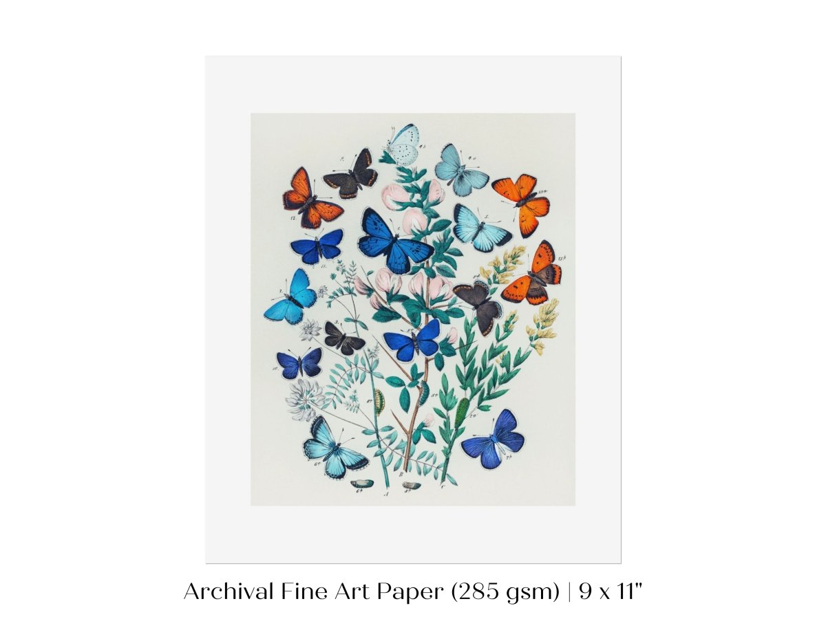 Butterflies and Caterpillars | P101 - Single Art Prints - Piccolo Fiore Prints