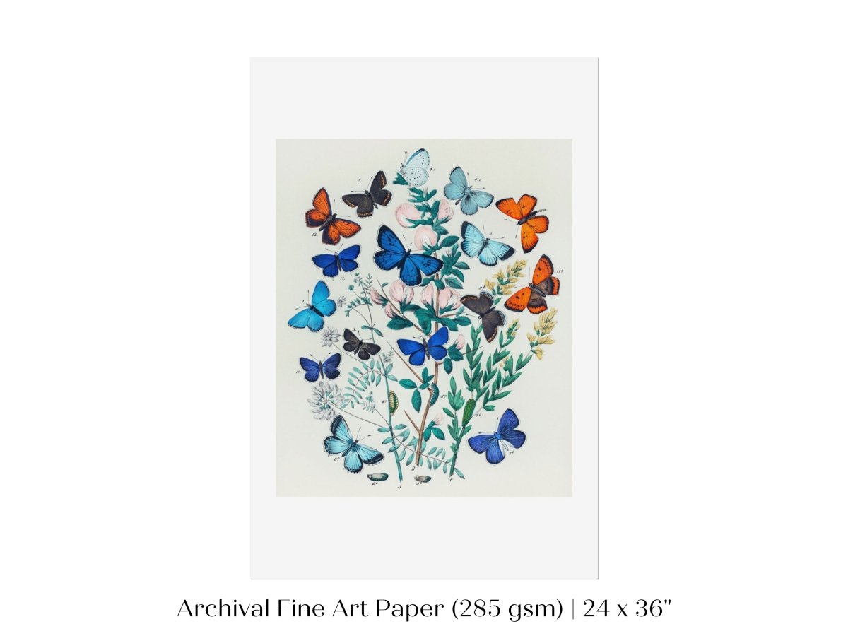 Butterflies and Caterpillars | P101 - Single Art Prints - Piccolo Fiore Prints