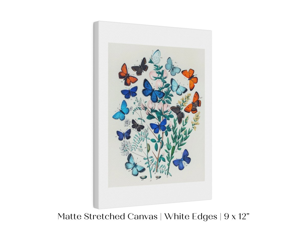 Butterflies and Caterpillars | P101 - Single Art Prints - Piccolo Fiore Prints