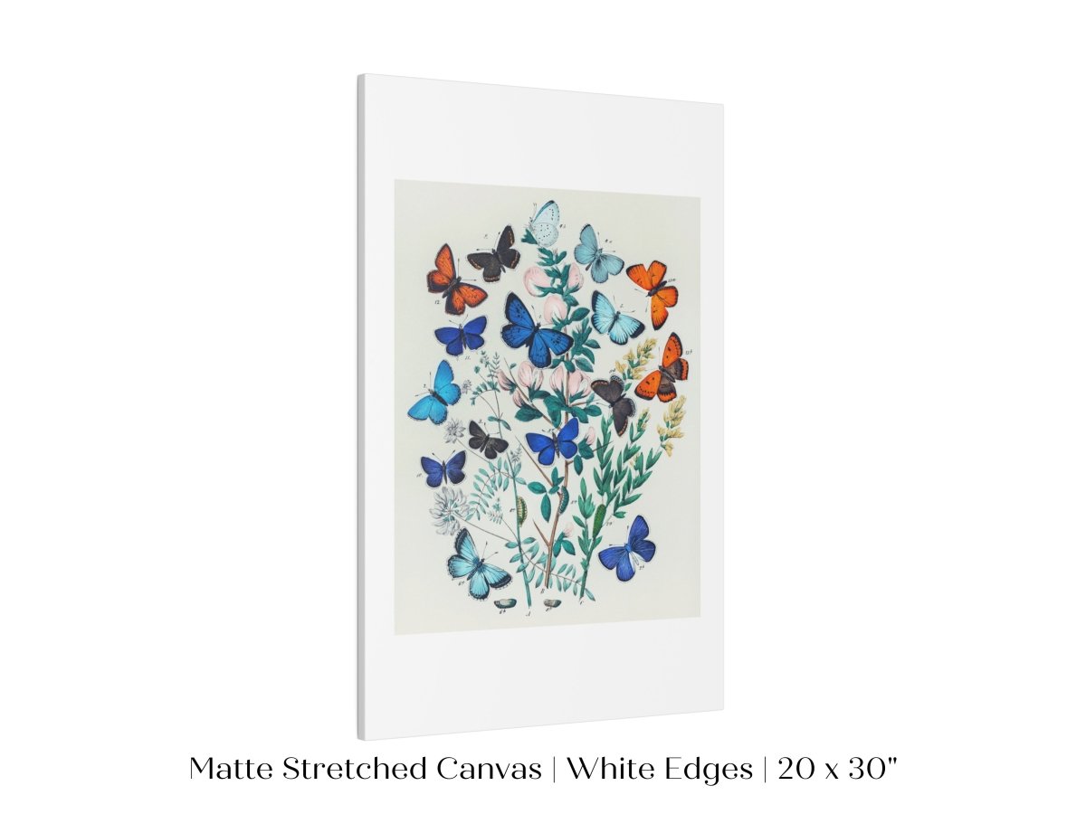 Butterflies and Caterpillars | P101 - Single Art Prints - Piccolo Fiore Prints
