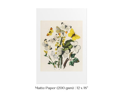 Butterflies and Caterpillars | P41 - Single Art Prints - Piccolo Fiore Prints