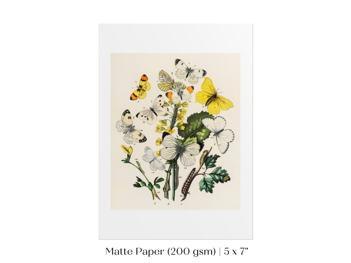 Butterflies and Caterpillars | P41 - Single Art Prints - Piccolo Fiore Prints