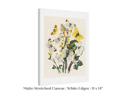 Butterflies and Caterpillars | P41 - Single Art Prints - Piccolo Fiore Prints