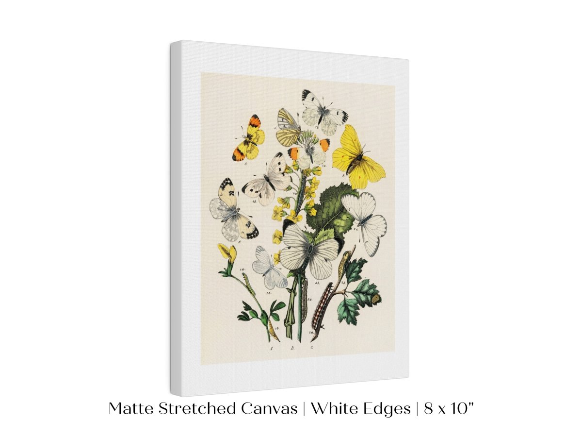 Butterflies and Caterpillars | P41 - Single Art Prints - Piccolo Fiore Prints
