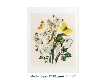 Butterflies and Caterpillars | P41 - Single Art Prints - Piccolo Fiore Prints